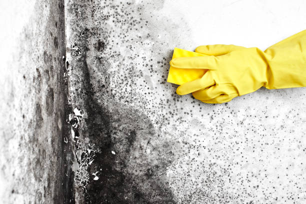 Best Mold Cleaning Services  in Eupora, MS