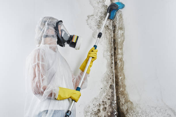 Best Mold Removal Company Near Me  in Eupora, MS