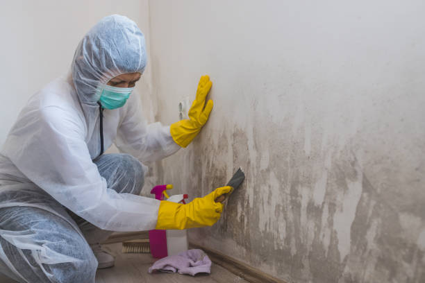 Home Mold Removal in Eupora, MS