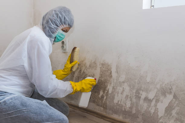 Best Mold Testing  in Eupora, MS