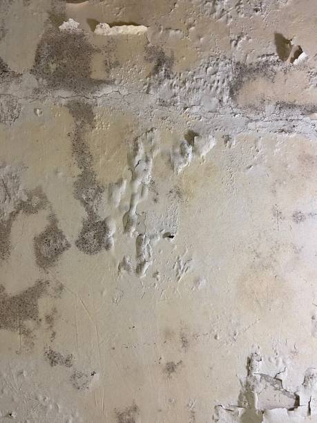 Best Mold Cleaning Services  in Eupora, MS