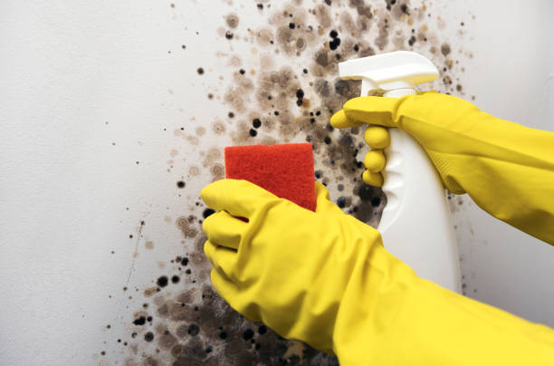 Best Fast Mold Removal  in Eupora, MS