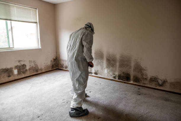 Best Toxic Mold Removal  in Eupora, MS