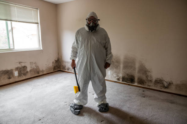 Best Local Mold Removal Service  in Eupora, MS