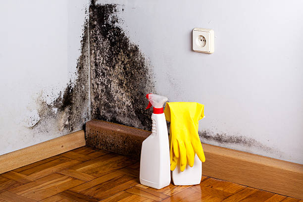 Professional Mold Removal in Eupora, MS