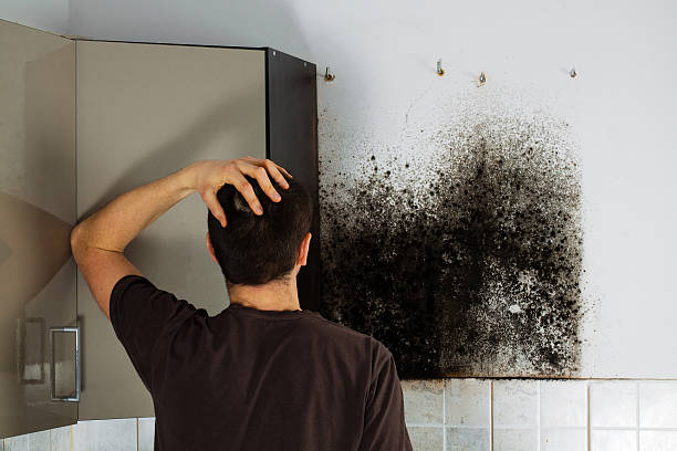 Certified Mold Removal in Eupora, MS