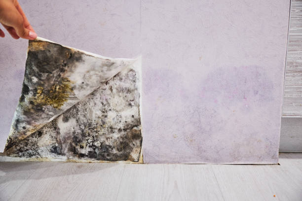 Best Emergency Mold Removal  in Eupora, MS